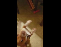 tan dog spins around in a circle for a doggie treat 