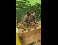French bulldog dog climbs up playground ladder 