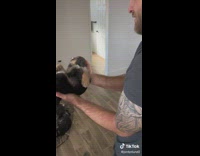 Sleeping puppy slowly put into cage with other dogs