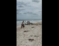 Driftwood on beach for photo