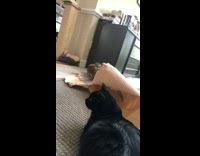 Cat pounce towards other cat through paper bag 