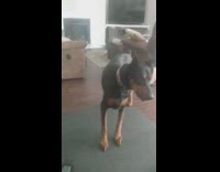 Large dog looks around house for fly 