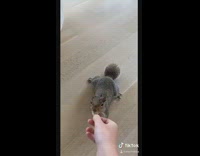 How to gain squirrel trust part 3