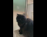 White cat stares at black cat shelf 