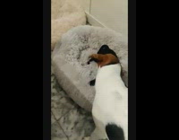 Brown dog barks at black pug puppy 