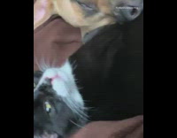 Cat and dog cuddle on bed