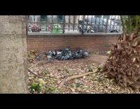 Dog scares flock of pigeons flies away