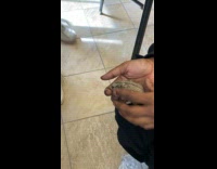 Man Massages Pet Hamster on Hand at School