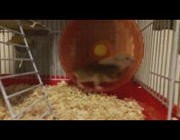 Two hamsters run on exercise wheel together 