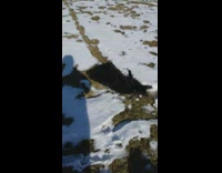 black dog rolling around in snow 