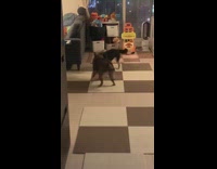 Two shiba dogs spin around same time 