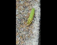 Green caterpillar large eyes crawl on pavement