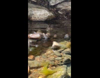 Little frog makes a tiny little jump