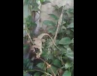 Brown reptile on green plant runs away 