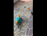 Baby excited about crab toy screams