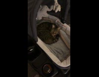 Cat sitting inside bassinet