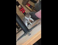 Grey white kitten gold mirror reflection restaurant 