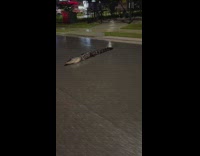 Three legged alligator in middle of street 