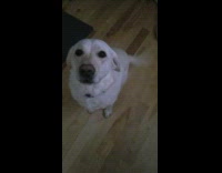 Dog crosses legs instead of roll over