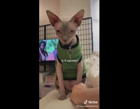 Girl pokes sphynx cat primordial pouch 