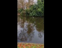 Gull scares other gulls away in lake