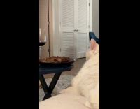 Cat slowly reaching for food on plate 