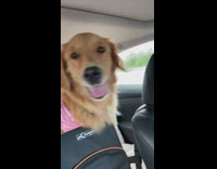 Dog cant decide smells both windows