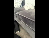 Cat stuck inside of sleeve of black jacket 