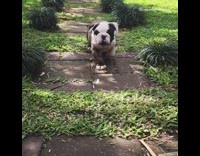 fat bull dog runs slow motion on path