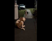 Two dogs playing jumps with each other