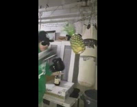 Green sweater guy black boxing gloves pineapple 