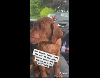 Puppy Labrador Takes a Walk in Rain