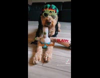 Cat and dog talk over smoking 