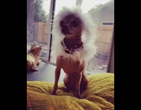 NSFW Music Dog has a fur hood on and a necklace while sitting on yellow blanket 