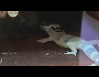 Gecko lizard pulls and eats its skin shed