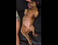 Collab PubityPets - Brown Dog relaxing on black couch 