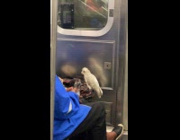 Collab WINY - Woman on subway with pet parrot