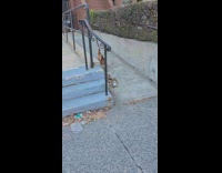 Collab WINY - Chicken walking on the city sidewalk