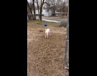 Dog likes playing with half ball toy