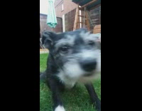 Pet dog lie down on the grass to scratch its belly