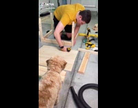 Guy makes house for dog bed