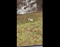 Albino Squirrel roams around the park at the grass