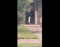 White dog outside of house door jumping