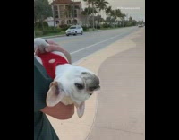 White french bulldog dog gets carried walk 