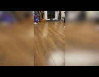 Grey cat play fetch fuzzy blue toy