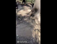 Biker falls forward off dirt ramp 