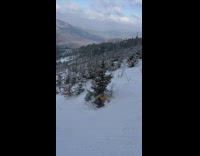 Skier collides into a small tree