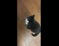 Girl arguing talking to small kitten 