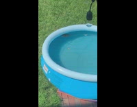 Rat swims around blue inflatable kiddie pool 