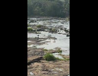 Woman headstand on creek leg up bike